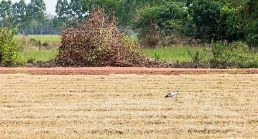 Drought pushes SL to prepare for food shortage
