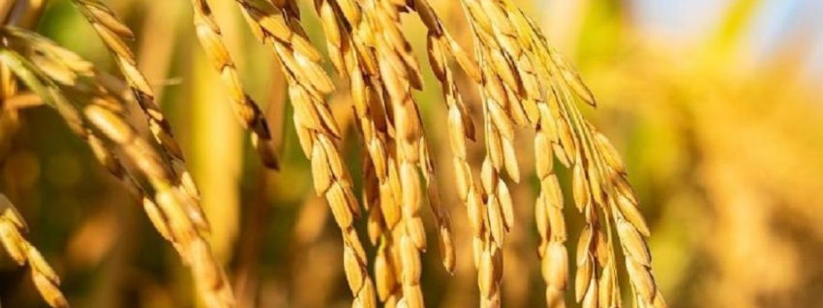 Rs.1 billion to be released to purchase paddy