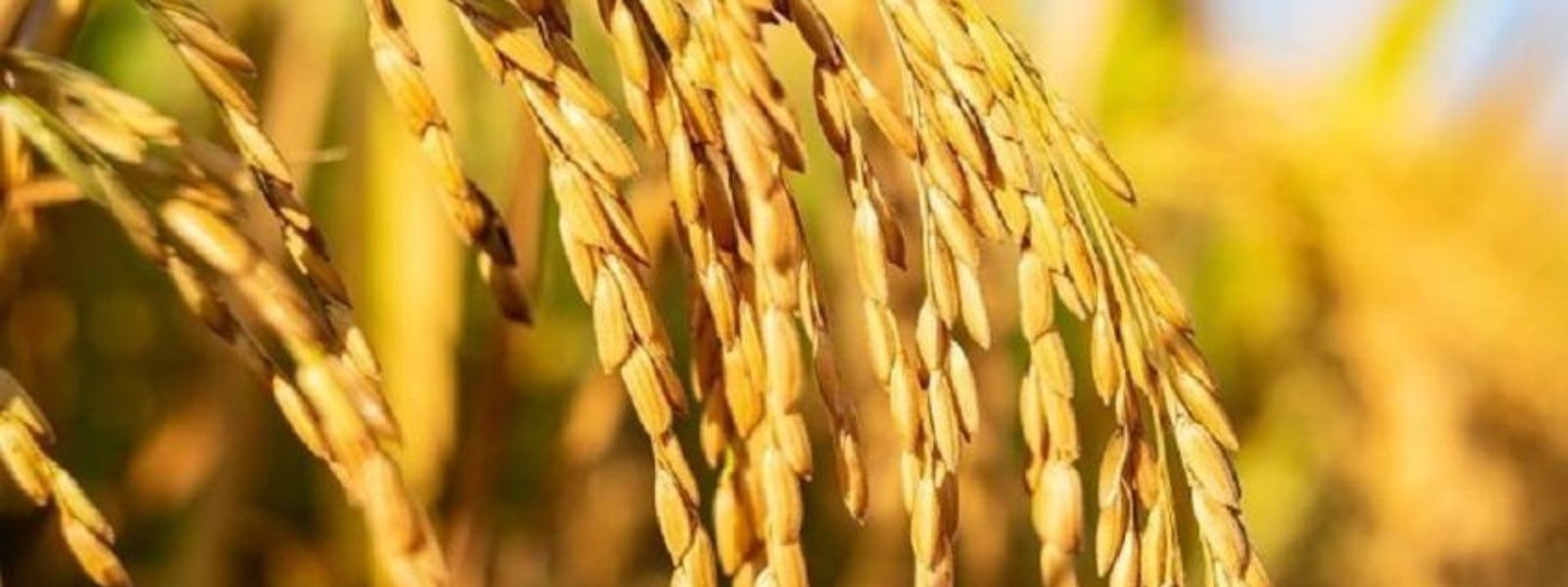 Rs. 1 Bn for Maha Season Paddy Procurement