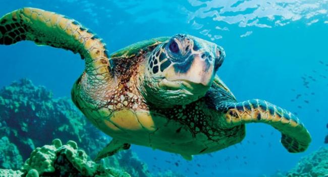 10 Sea Turtle carcasses recovered within days