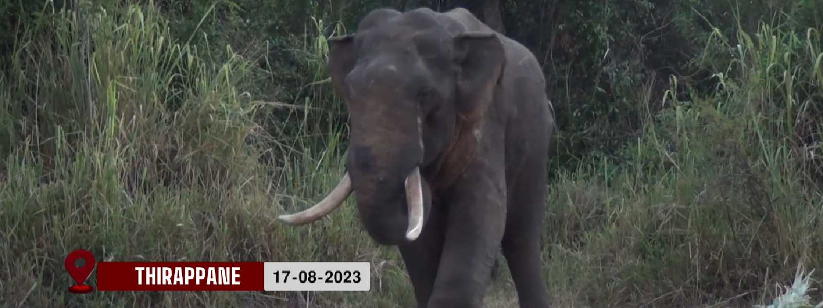Electric Fence to Contain 'Agbo' Elephant