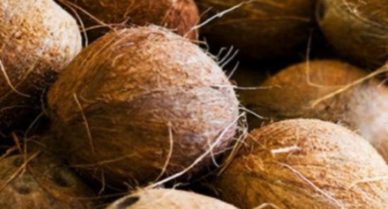 Second Coconut Triangle in Northern Province
