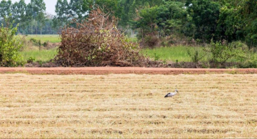 Paddy crisis: Country likely to lose billions