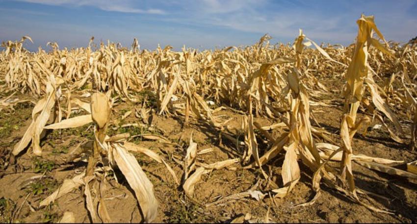 Drones to monitor crop damage from drought
