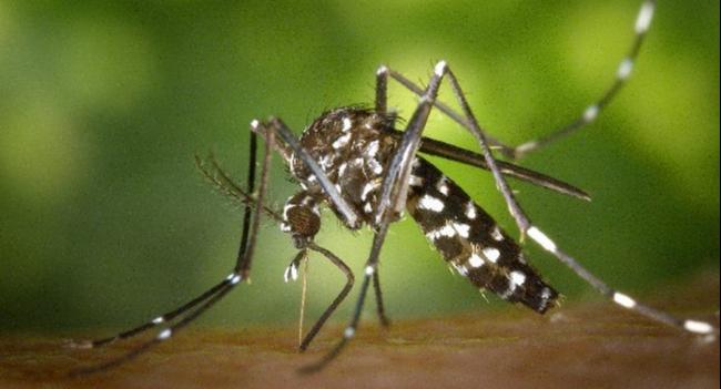 Friday every week set aside for mosquito control