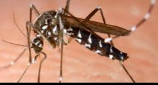 Increased dengue risk in Dehiwala, Battaramulla and Kaduwela