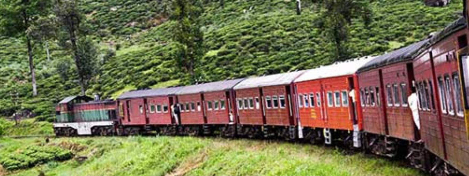 Upcountry Line Disrupted: Tree Falls Halt Trains