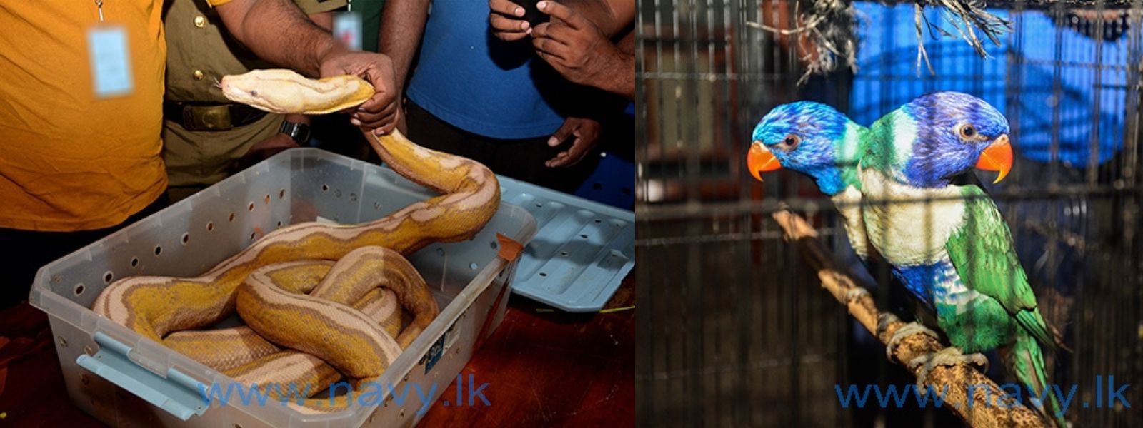 Pythons, Parrots, Tortoise Found In Smugglers Boat