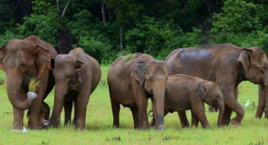Nationwide Elephant Survey After 13 Years
