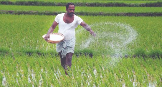 First Phase of Fertilizer Subsidy for Maha ends