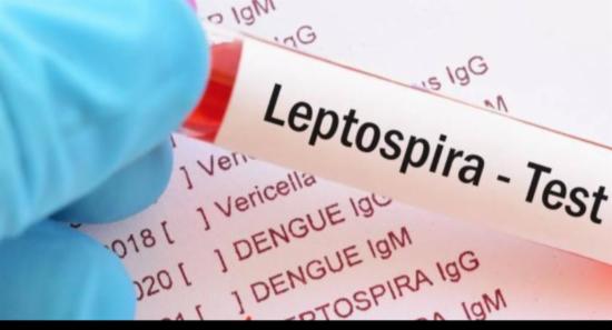 Leptospirosis Cases Surge in Northern Province