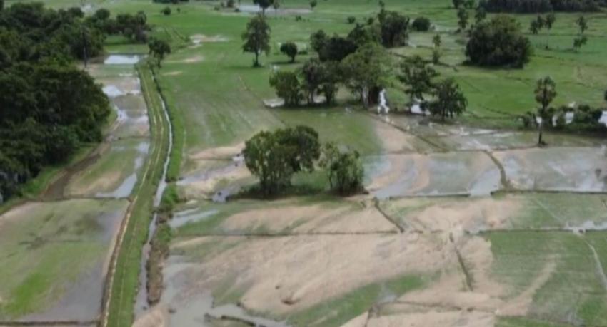 Farmers Urged to Report Crop Damage from Recent Heavy Rainfall Before ...