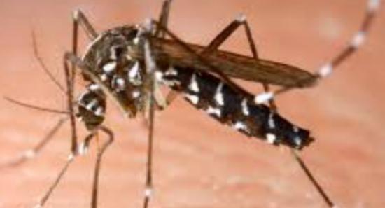 Health Ministry Warns of Rising Chikungunya Cases