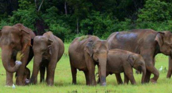 Village guards to tackle elephant threats in SL