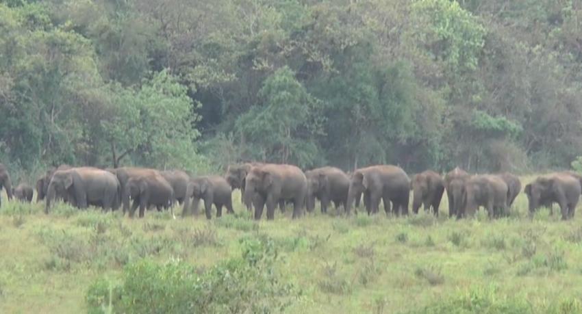 Sri Lanka to Re-map Elephant Corridors