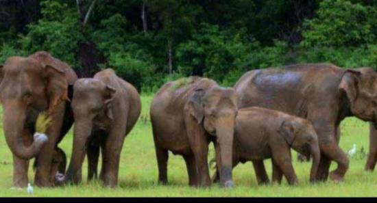 Special Investigation into Elephant Deaths
