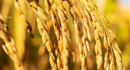 Govt. Paddy Procurement Program to Begin Today