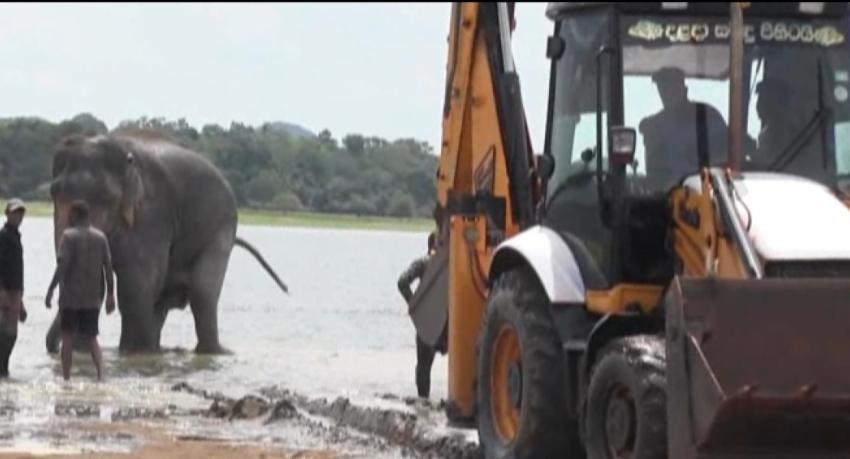 Backhoe Used to Lift Injured Elephant in Kandalama