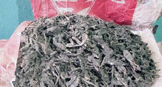 Two Arrested with Kerala Cannabis