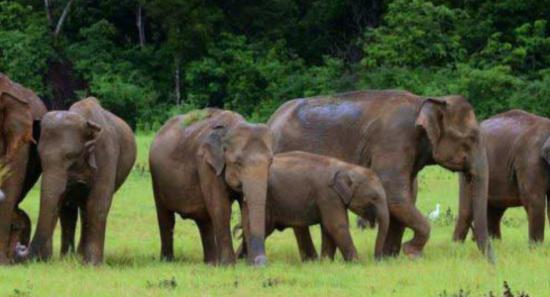 One Dead, Two Injured in Wild Elephant Attacks