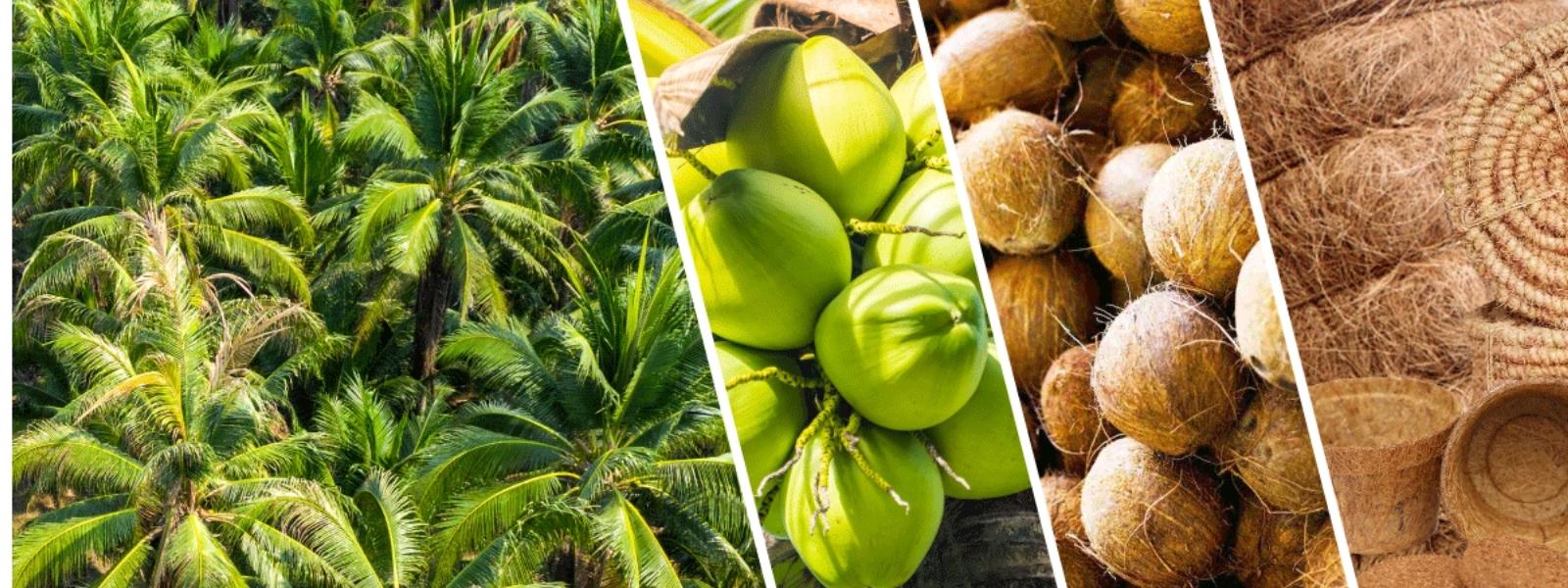 Coconut Farm