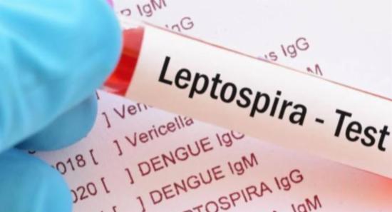 600+ Leptospirosis Cases Reported Annually
