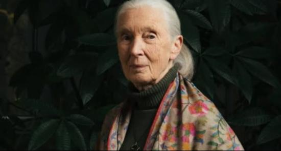 Jane Goodall Passes Aged 91