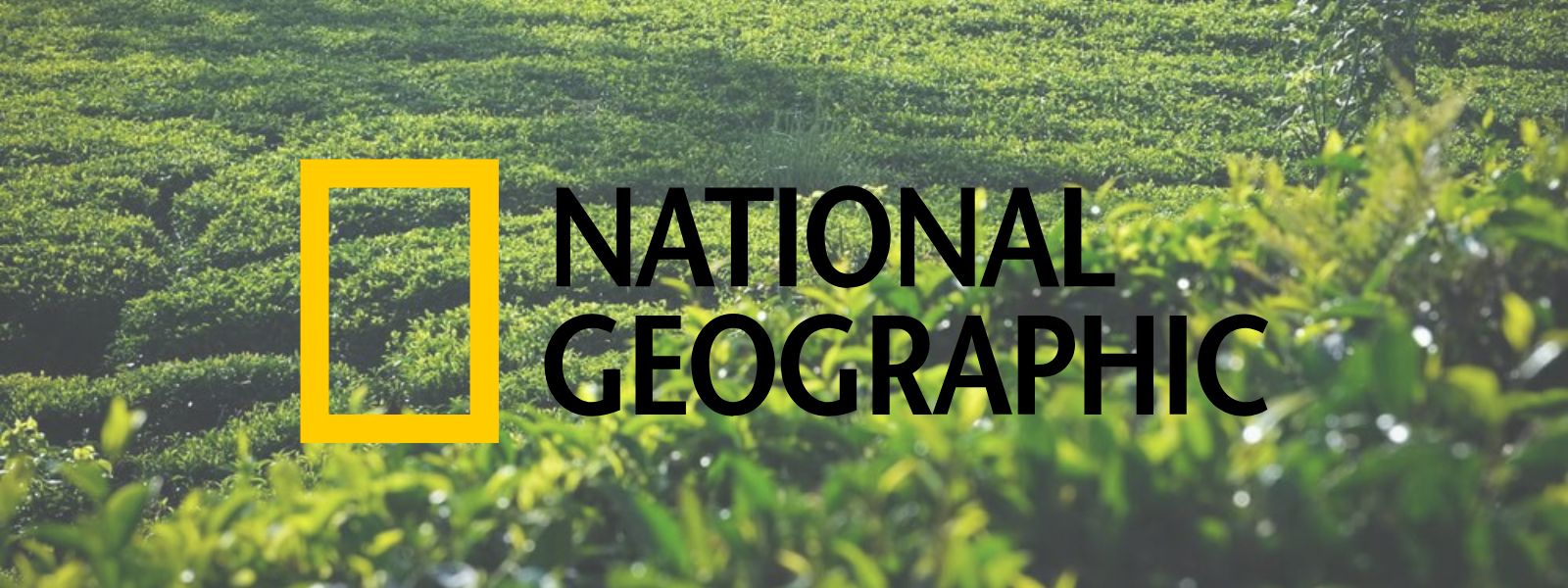 NatGeo’s Guide to Kalutara’s Tea Trails