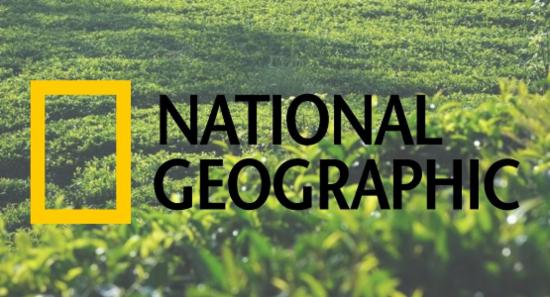 NatGeo’s Guide to Kalutara’s Tea Trails