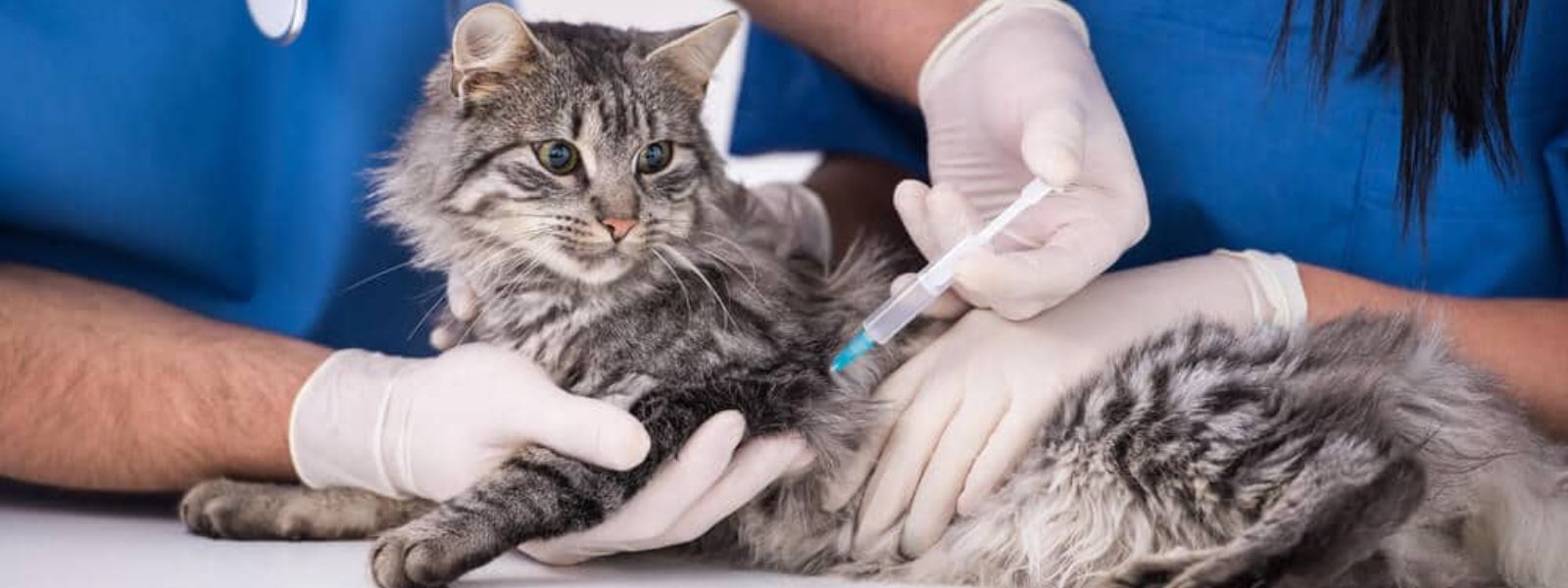Cat Bite Surge Triggers Rabies Alert