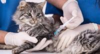 Cat Bite Surge Triggers Rabies Alert