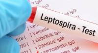 1,800 Cases of Rat Fever (Leptospirosis) Reported