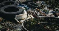 Over 6,200 Dengue Larvae Sites Found Islandwide