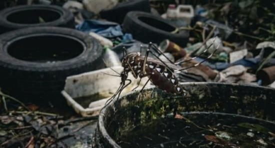Dengue Surge: Over 1,000 New Infections