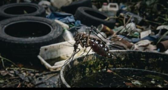 Dengue Surge: Over 1,000 New Infections in a Day