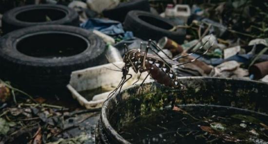 Dengue Cases Remain High Despite Control Programs