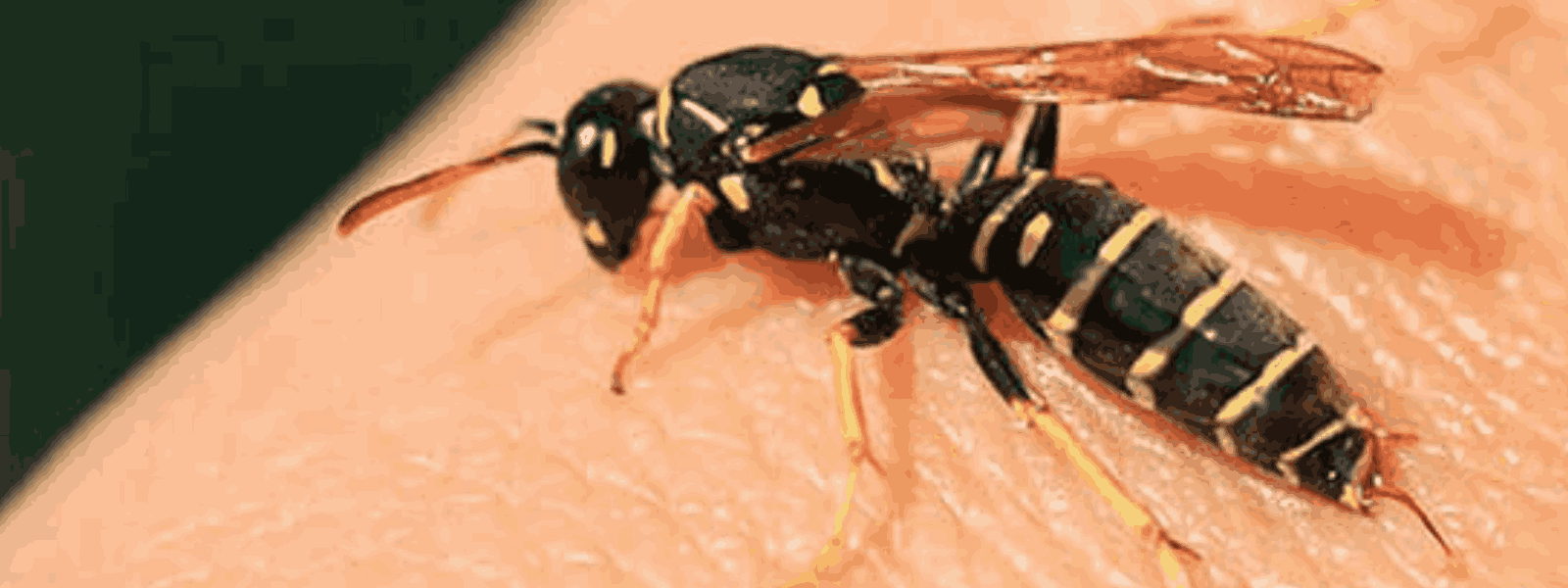 20 Students Stung in Wasp Attack at School