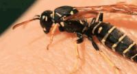 20 Students Stung in Wasp Attack at School