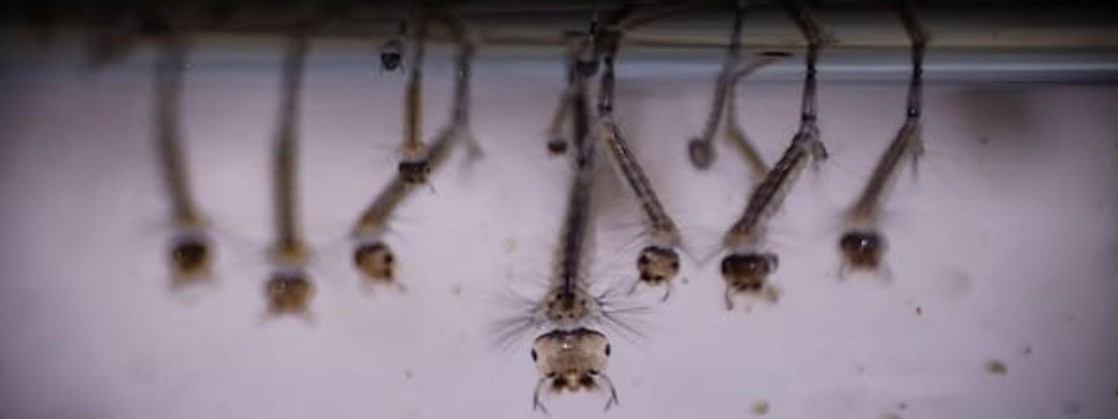Mosquito Larvae Density Rises, Officials Warn