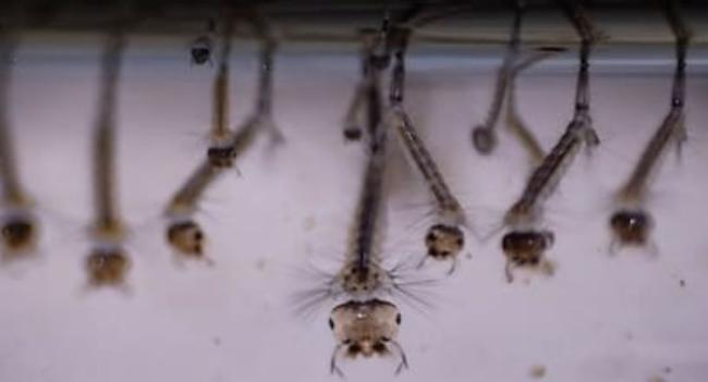Mosquito Larvae Density Rises, Officials Warn