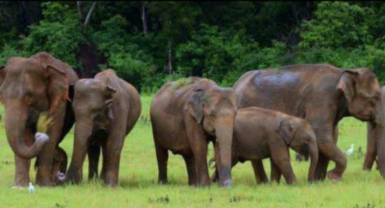 National Human-Elephant Conflict Action Plan