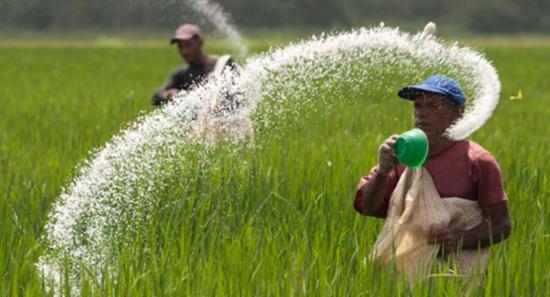 75% Of Yala Paddy Lands Receive Fertilizer Subsidy