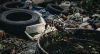Dengue Cases Rise To 71,235 As Death Rises