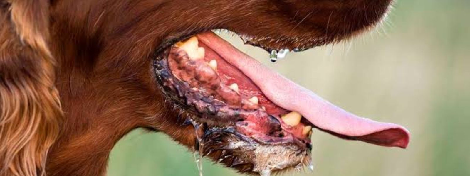 20 Rabies Deaths Recorded So Far