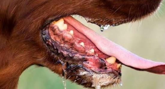 20 Rabies Deaths Recorded So Far