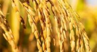 305MT of Paddy Procured During So Far