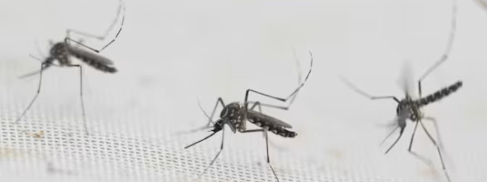 Dengue Control Through Wolbachia From Next Month