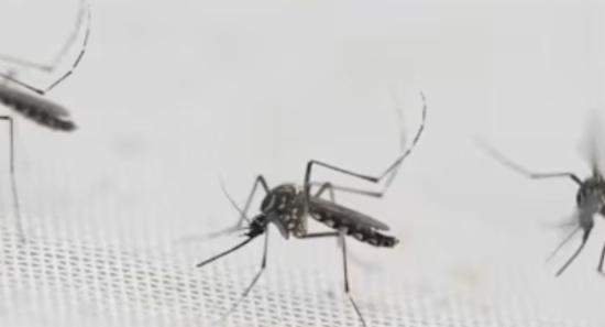 Dengue Control Through Wolbachia From Next Month