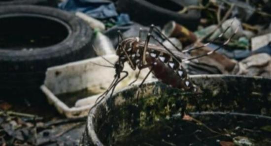 Dengue Cases Drop by 18%
