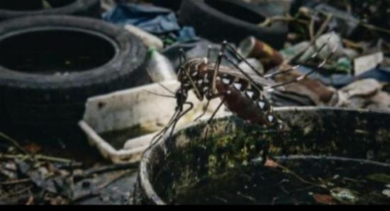 Dengue Cases Surge Past 90,000 In Sri Lanka